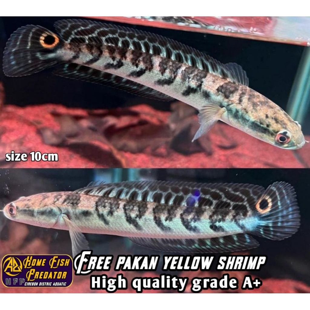 Ikan Channa Maru Ys Batik high quality sortiran grade A+ - Ukuran 10-15cm+ bonus pakan yellow shrimp