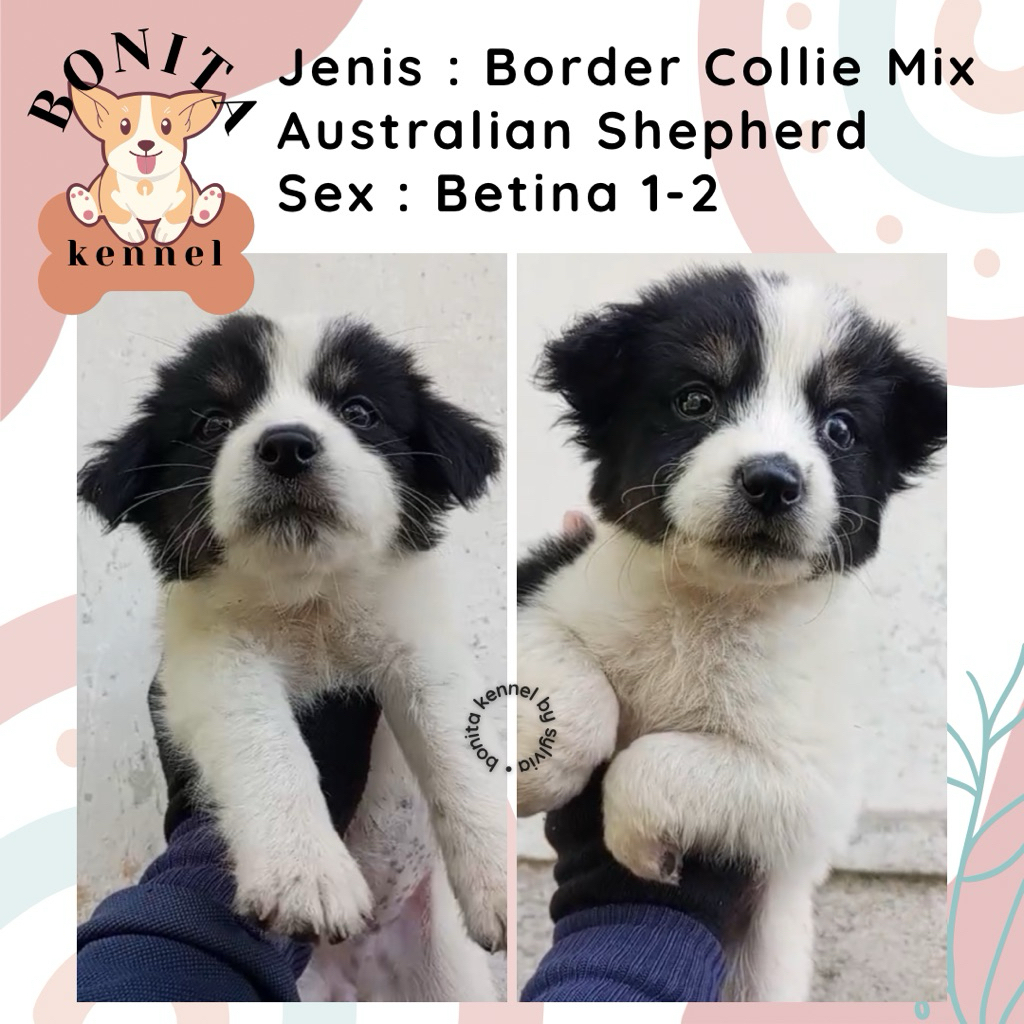 Australian Shepherd Mix Border Collie Anjing Aussie Collie Jantan Betina