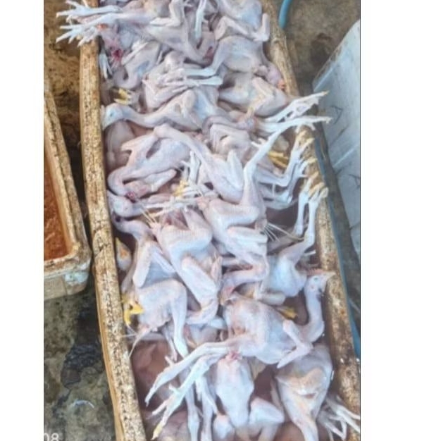 PROMOO AYAM KAMPUNG KAKI PUTIH JUMBO
