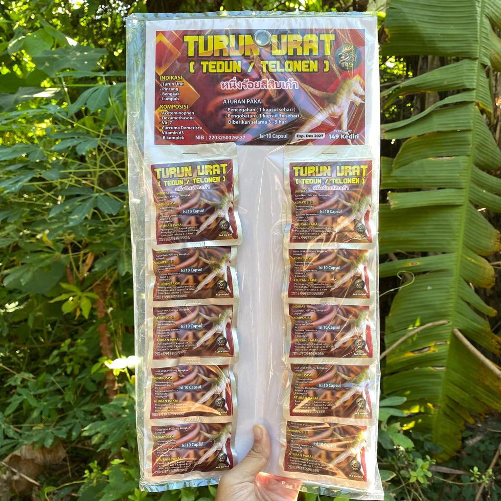 TURUN URAT AYAM
