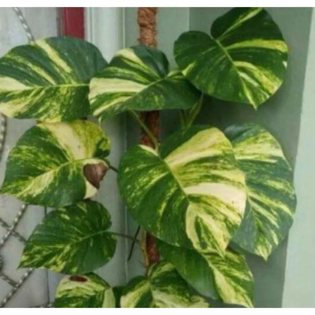 tanaman hias Sirih gading belanda - sirih gading variegata daun jumbo - Epipremnum aureum