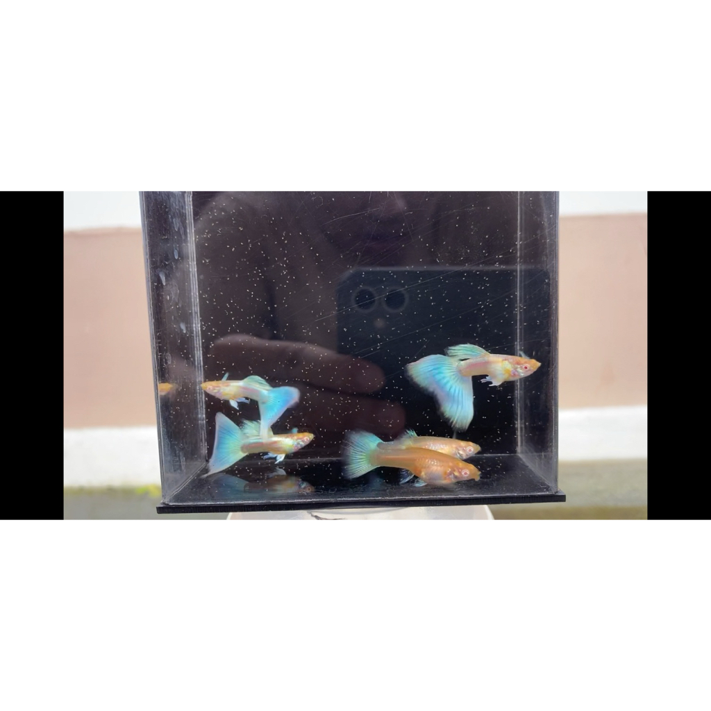 Guppy indukan albino sky blue sepasang