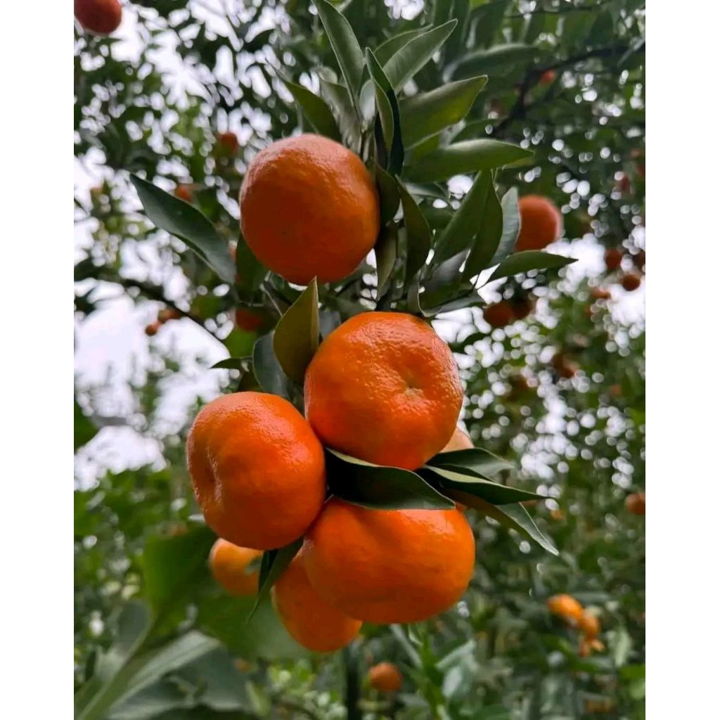BIBIT pohon jeruk santang madu ASLI - pohon jeruk santang madu