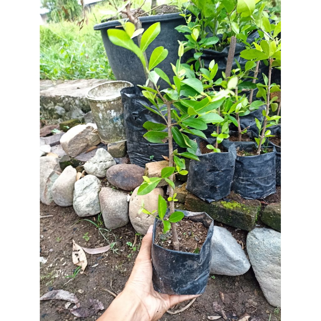 bibit ceri vietnam, buah ceri dataran rendah, ceri manis cepat berbuah