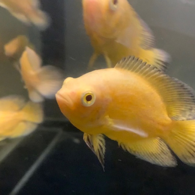 Hiasan Aquarium - Oscar lemon 7-8cm