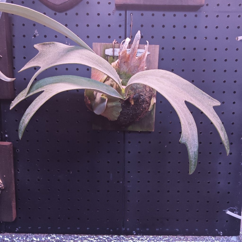Platycerium Wilinckii Banna #A X Andinum Import Thailand