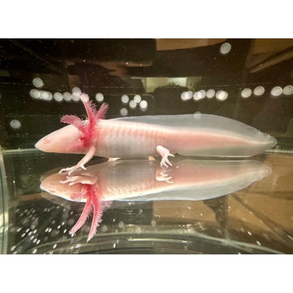 axolotl albino size 8-9cm