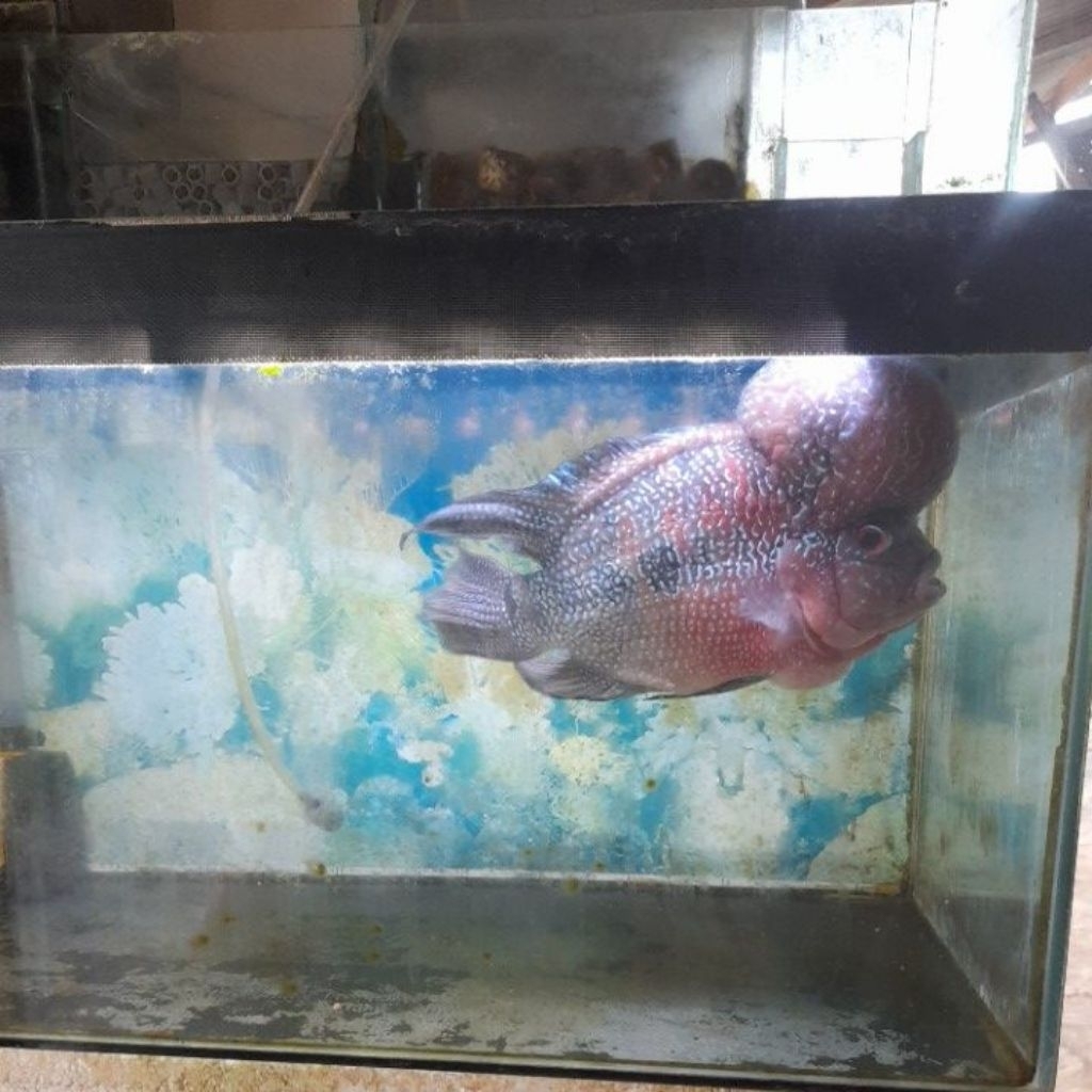 ikan lohan
