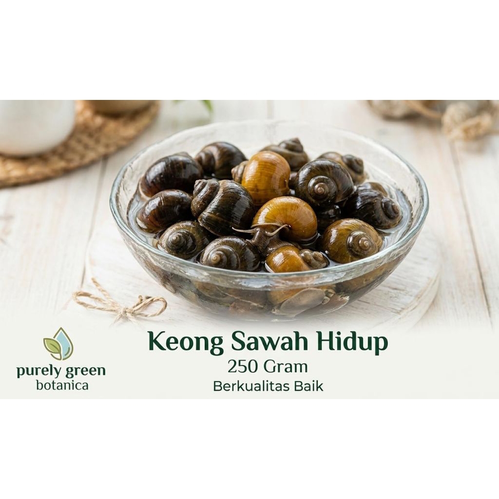 Keong Sawah Hidup (250 gram)