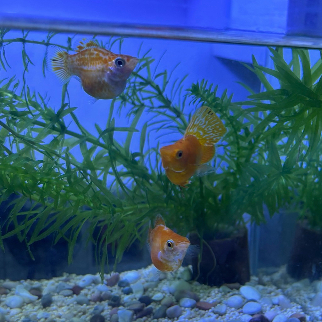 Ikan Molly Sunkist