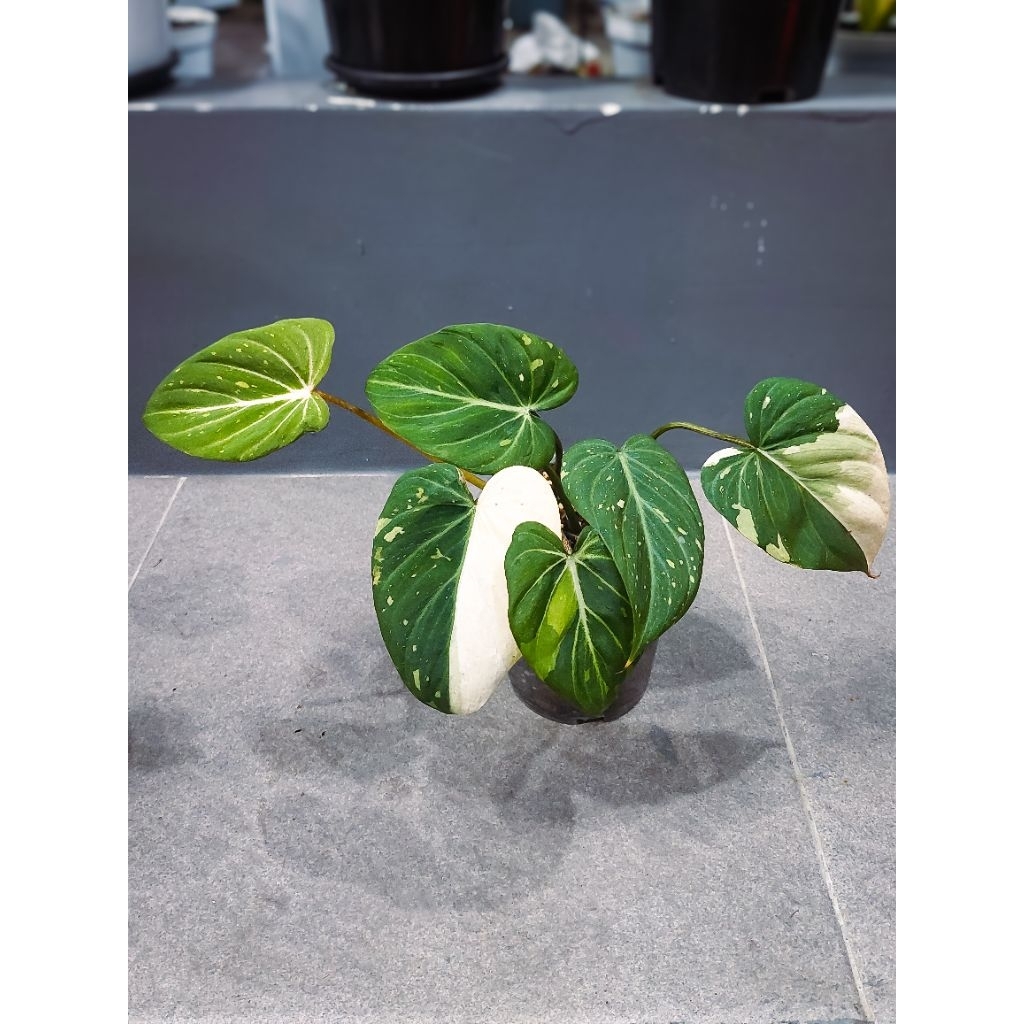 Philodendron Gloriosum Tricolor Varigata (Real Pict)
