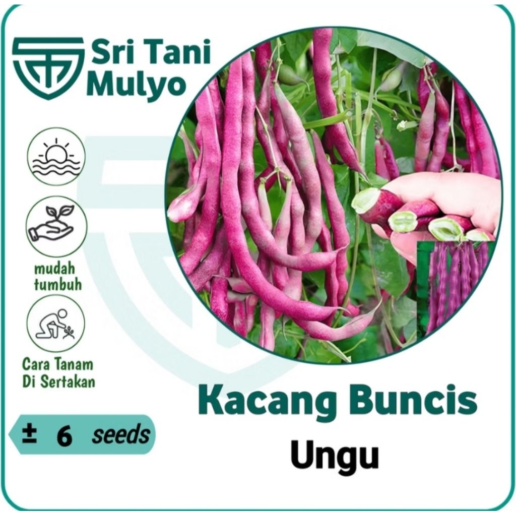 6 BENIH KACANG BUNCIS UNGU BERKWALITAS