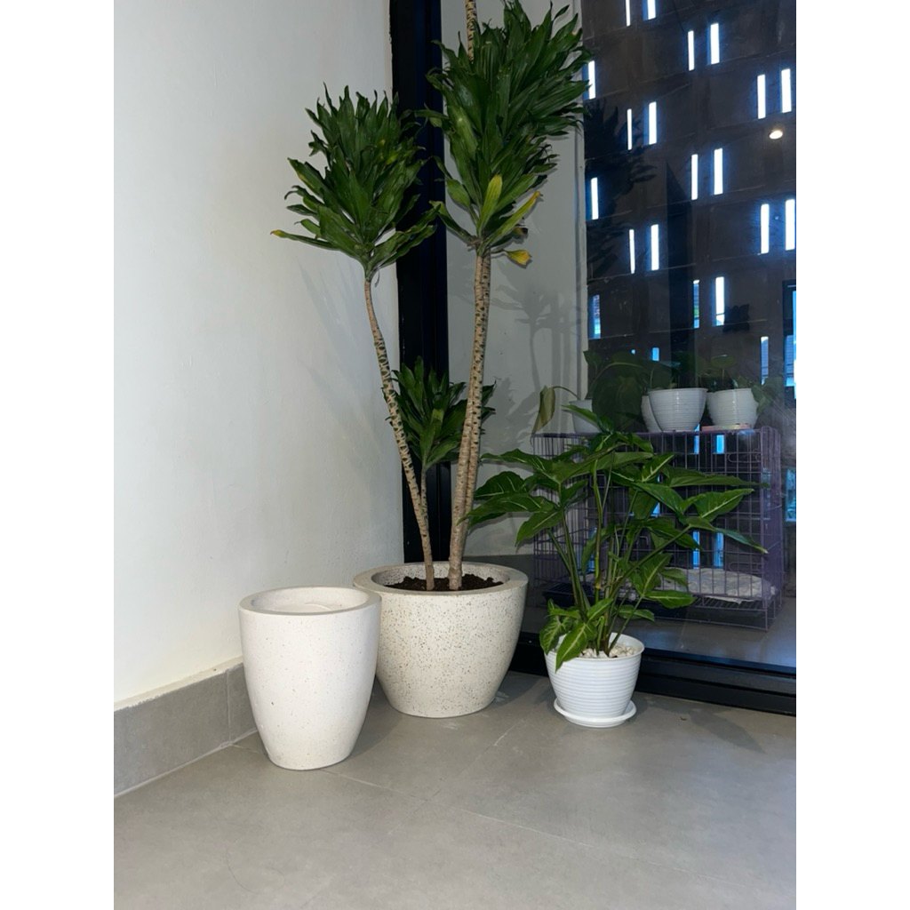 tanaman dan pot terrazzo | teraso