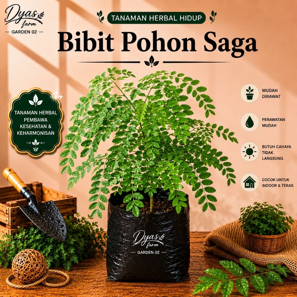 Tanaman Bibit Pohon Herbal Daun Saga Tanaman Daun Saga Daun Herbal