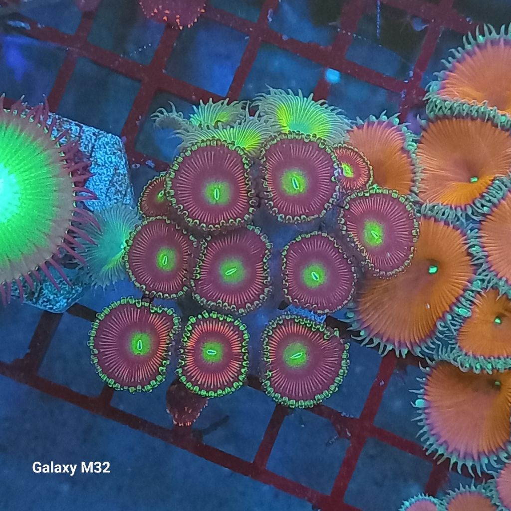 zoa frag 02