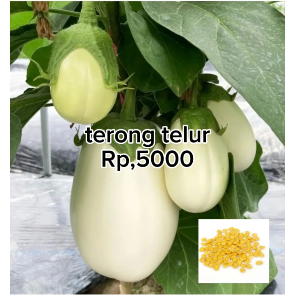 benih terong telur putih isi banyak