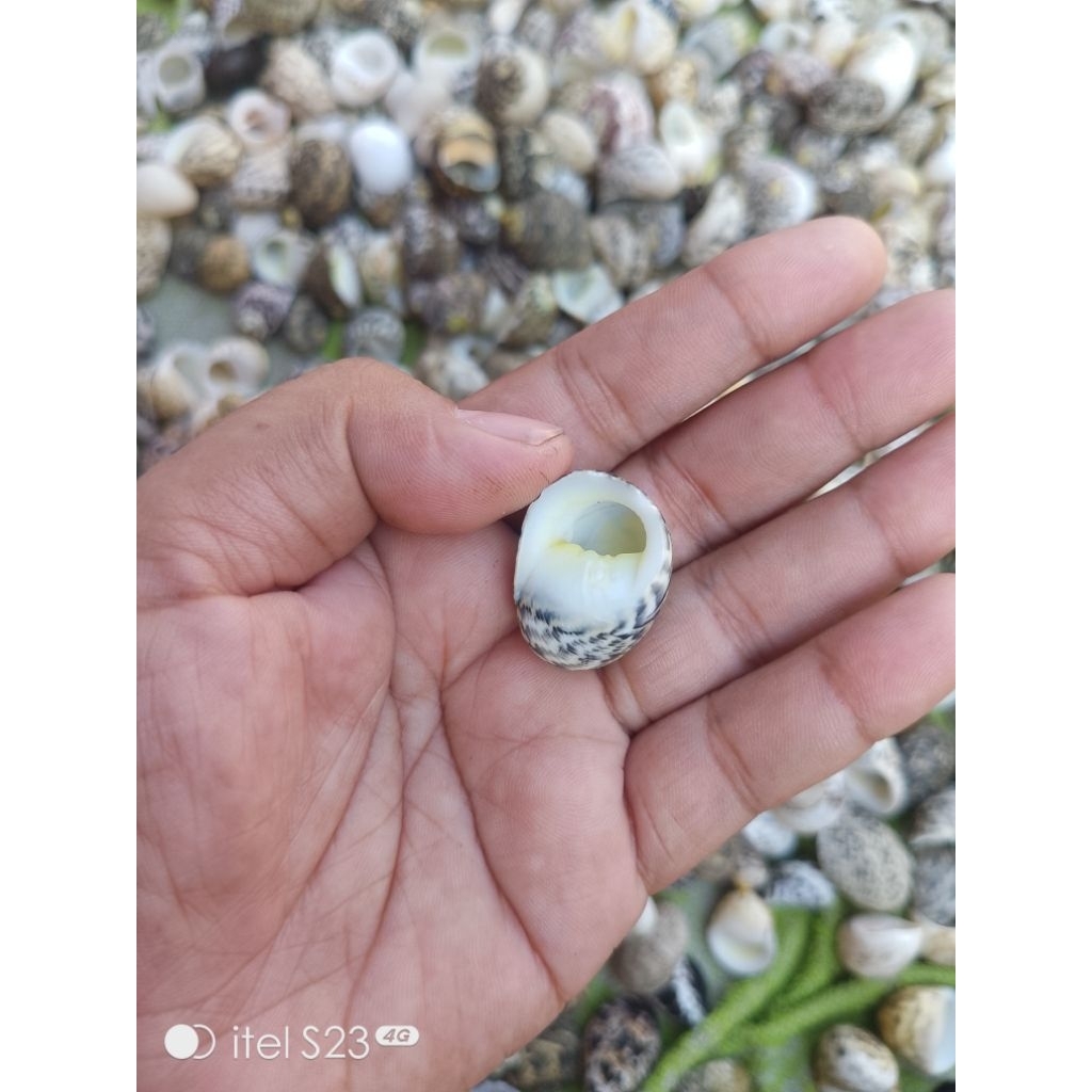 kerang nerit kecil bersih glowing utk kelomang