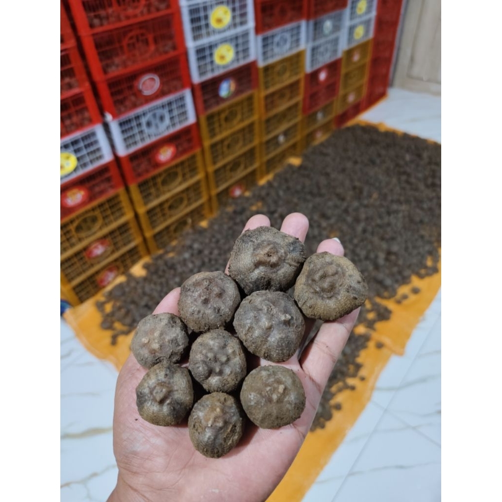 bibit porang super isi 50-100 (1KG) bibit porang benih porang katak porang katak mini asli dorman