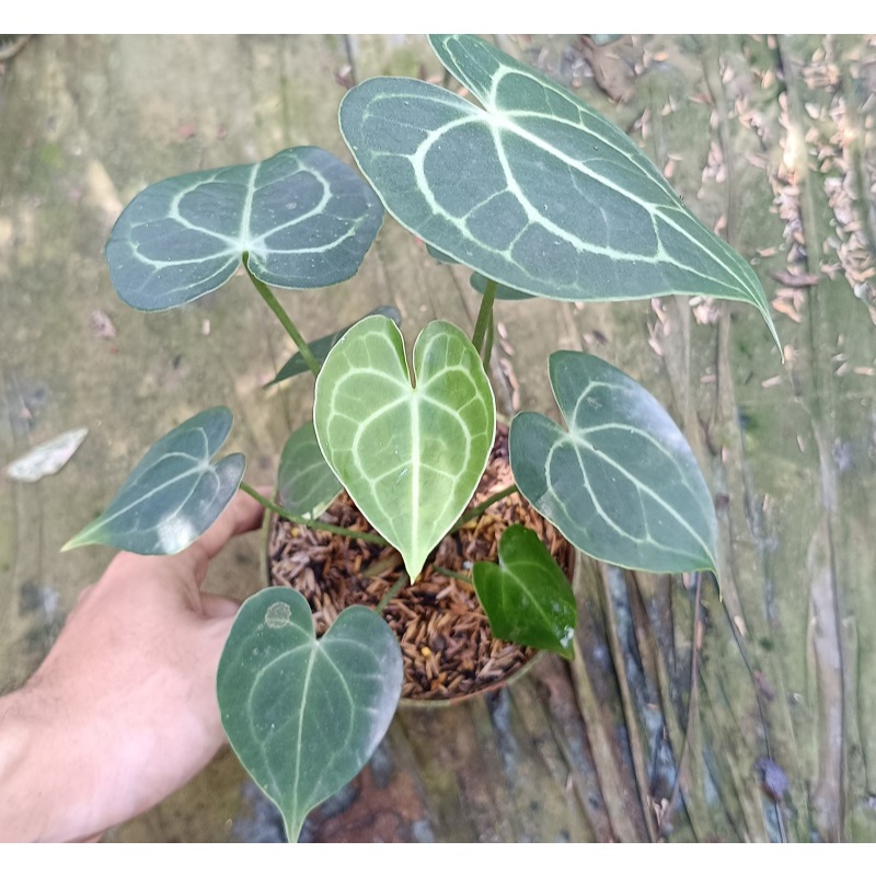 Anthurium Clarinervium Hybrid / Tanaman Hias Anthurium Kuping Gajah / Anthurium Tarantula