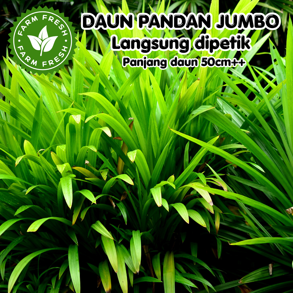 DAUN PANDAN JUMBO SEGAR Langsung Dipetik dari Pohon - Daun Pandan Alami Tanpa Pestisida