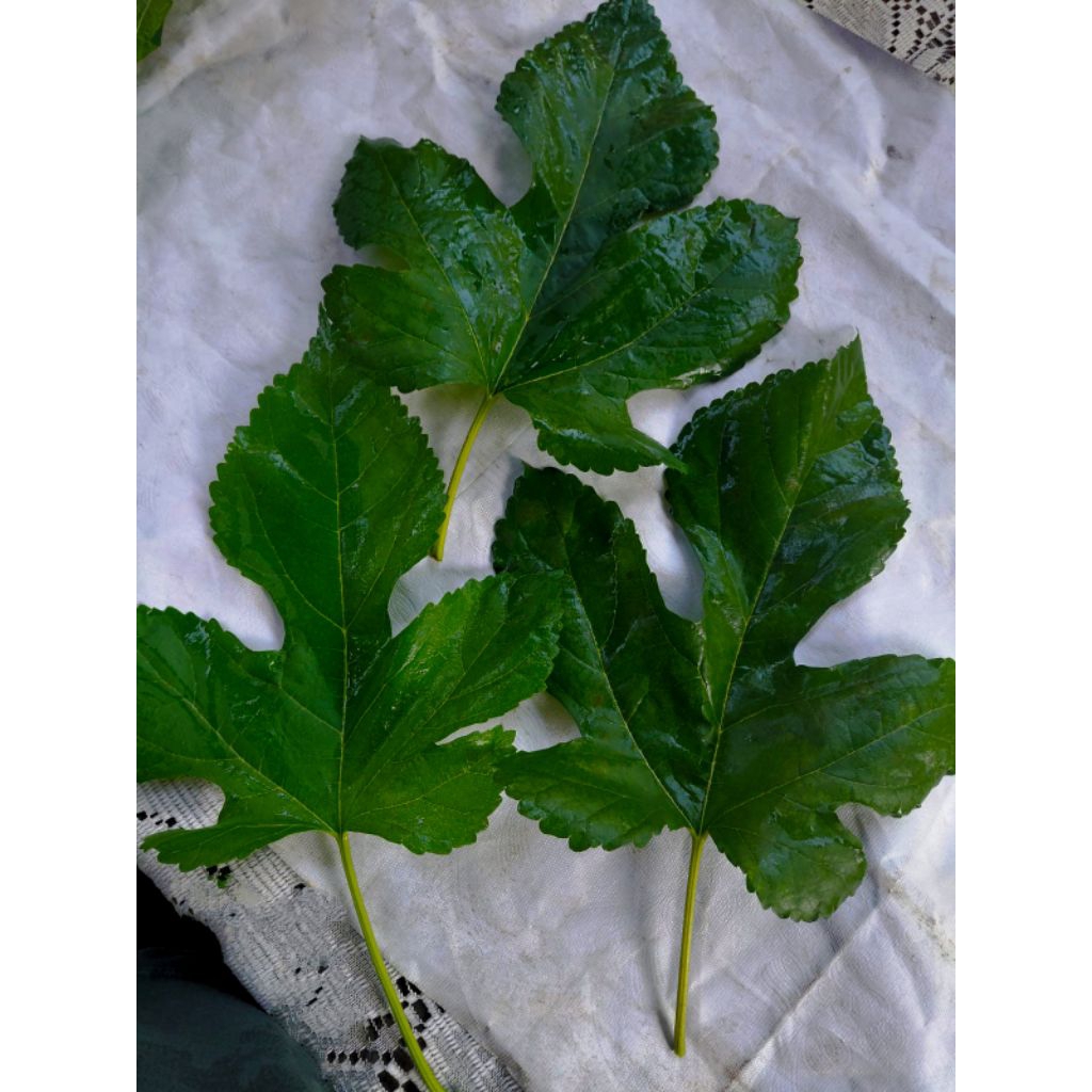 5 lembar daun 5 jari wamena segar