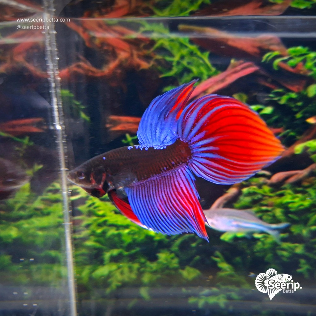 Veil Tail Red Emerald| Seerip Betta