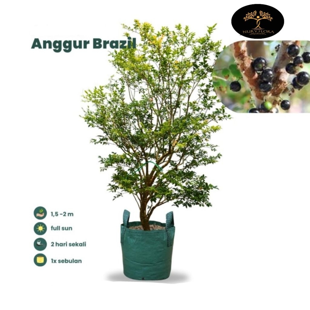 Tanaman Hias Pohon Anggur Brazil Siap Berbuah/Pohon Anggur Brazil Rimbun Siap Tanam