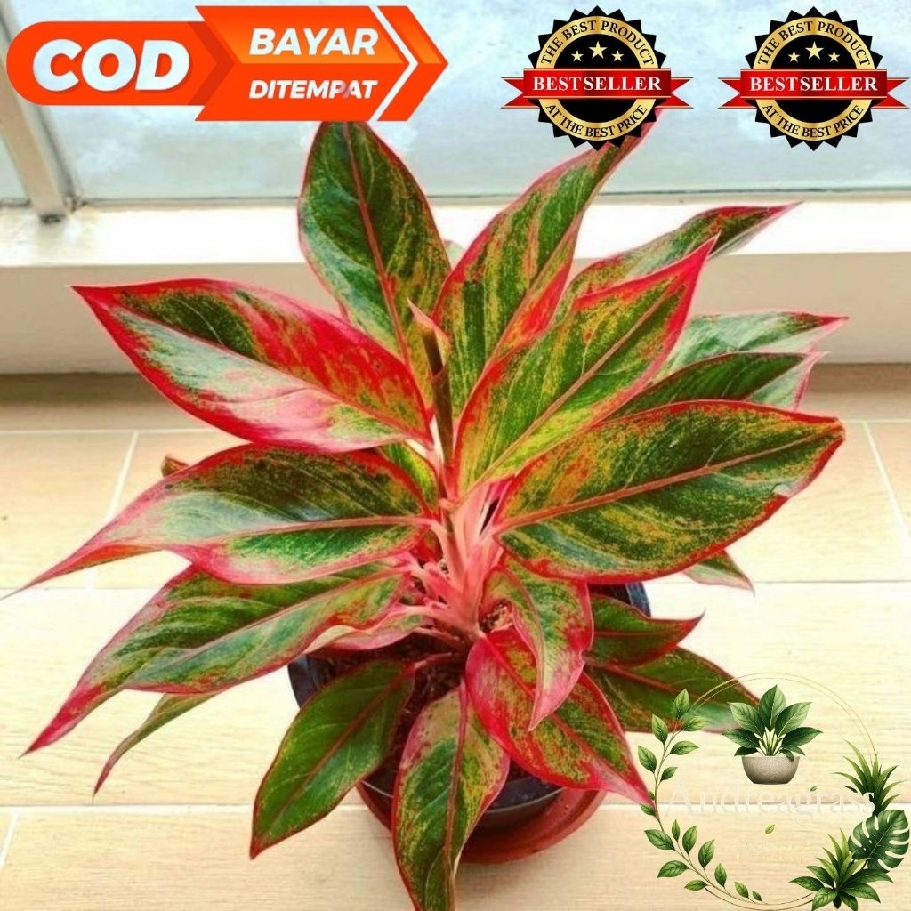 Termurah!!! Tanaman hias aglonema listip merah
