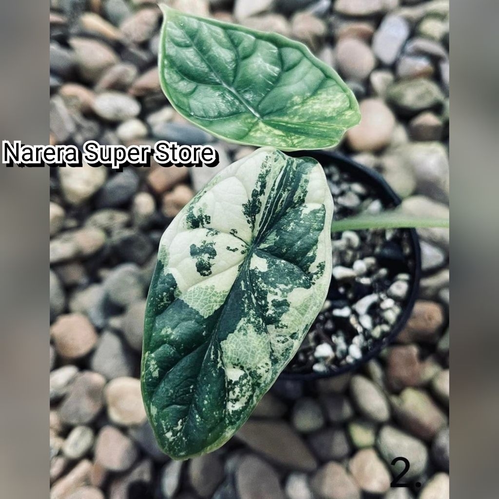 Tanaman Hias Alocasia Dragon Scale Variegata Varigated Varigata Alokasia Tengkorak Real Pict Murah E