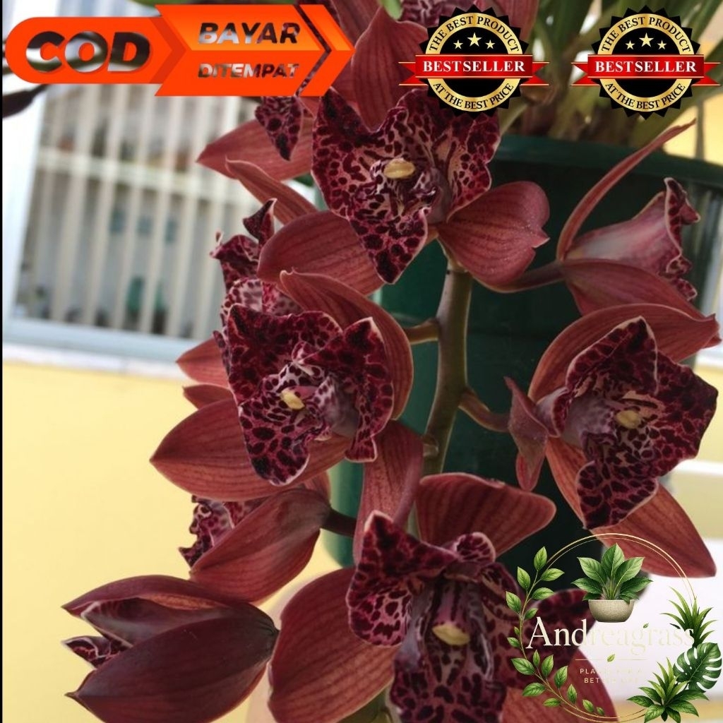 (BISA COD) Tanaman hias bunga anggrek cymbidium hitam coklak - Tanaman hidup - bunga hidup - bunga h