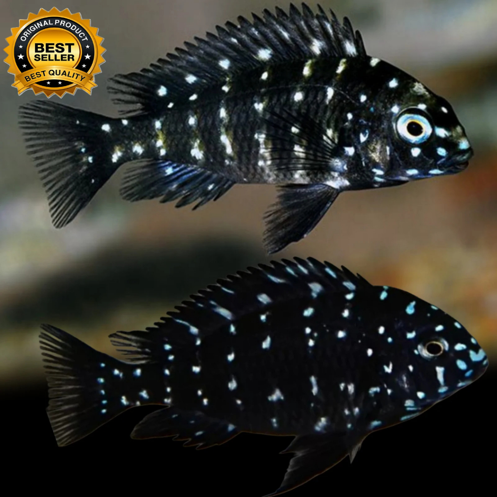 Ikan Duboisi Cichlid size 1-2 cm up