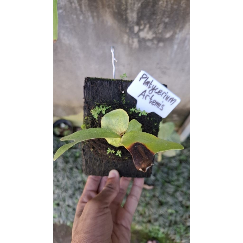 Anakan Platycerium Artemis