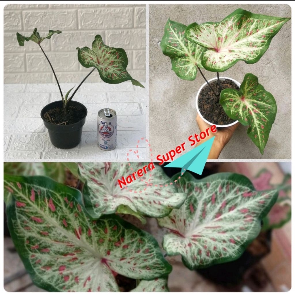 Tanaman Hias Gingerland Caladium Bunga Keladi Corong Batik not Wayang Murah Ekonomis