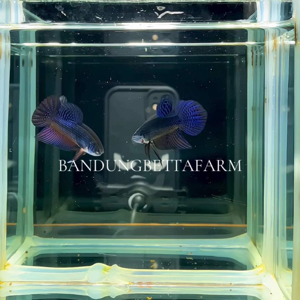 Wild Betta Smaragdina Guitar Blue