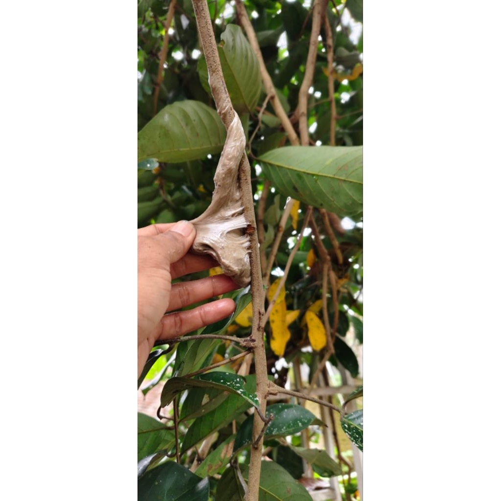 pulut burung