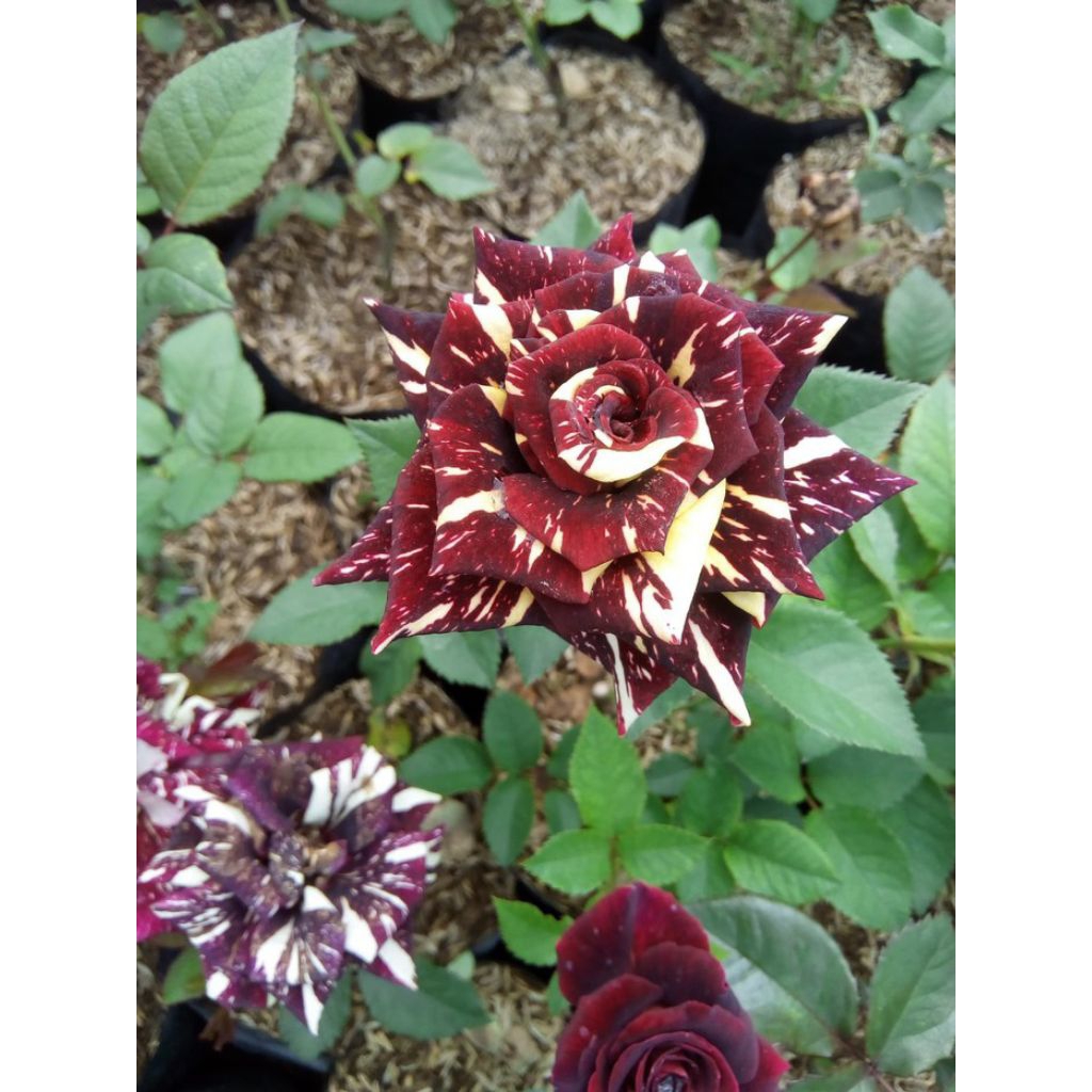 Mawar batik maroon - bunga mawar batik maroon