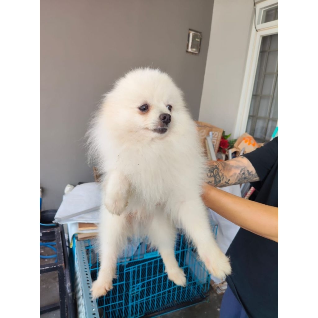 anjing pom