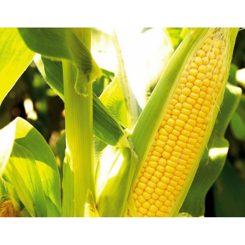 500BENIH JAGUNG MANIS BONANZA SUPER  SIAPTANAM
