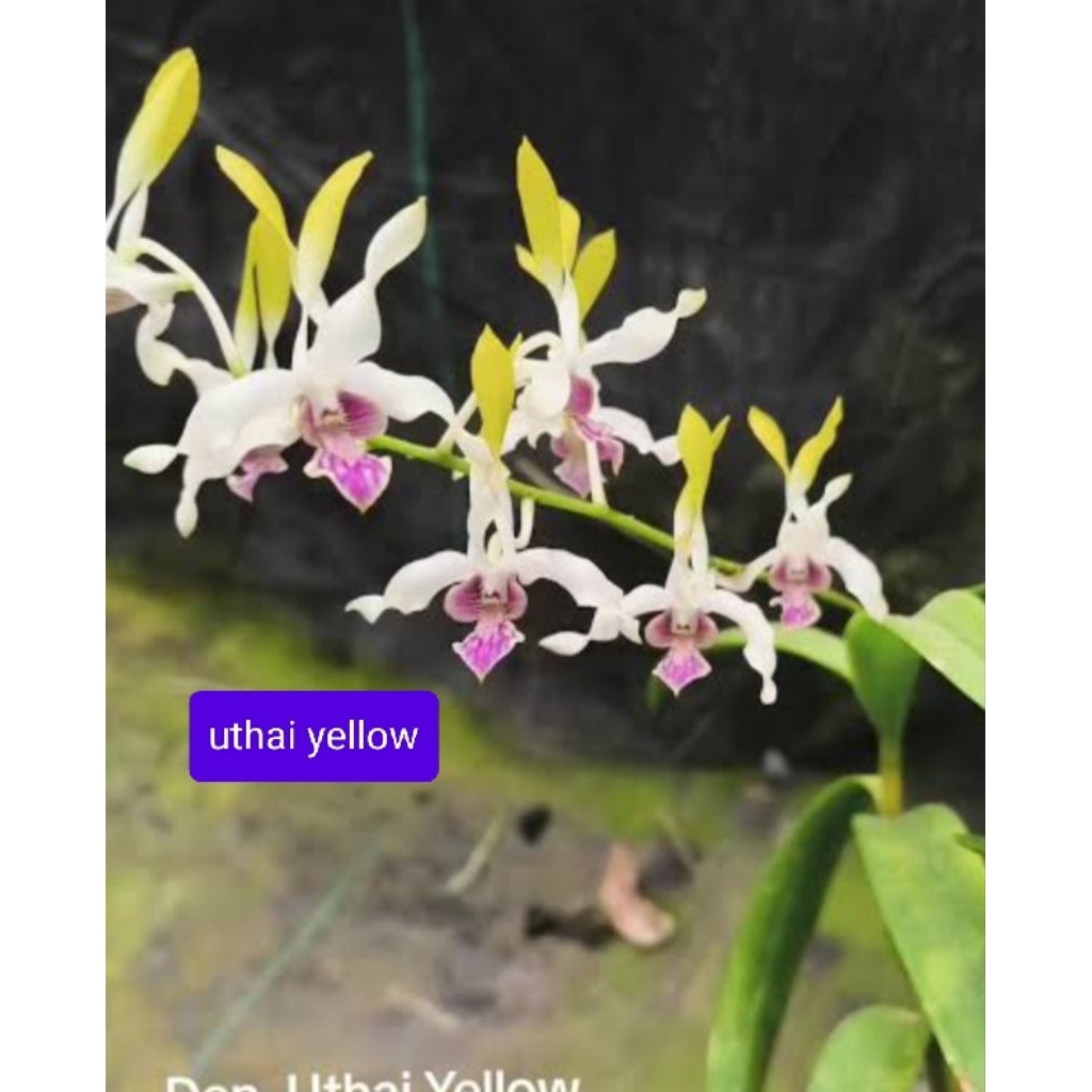 uthai,yellow