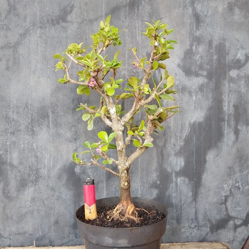 Bahan bonsai sianci kecut sesuai foto
