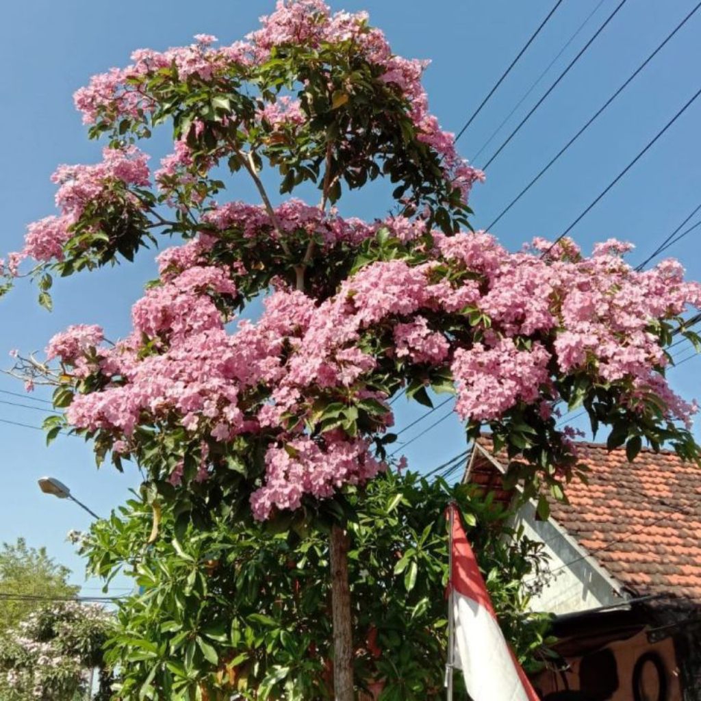 Bibit tabebuya bunga pink - bunga tabebuya pink