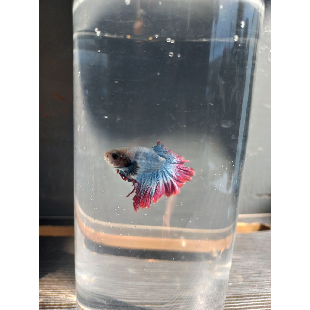 Ikan Cupang Slayer Slendang Biru Gradasi Merah