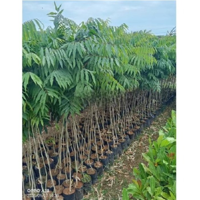Bibit Tanaman Lerak Ketinggian 1,5 Meter - Alternatif Pengganti Detergen