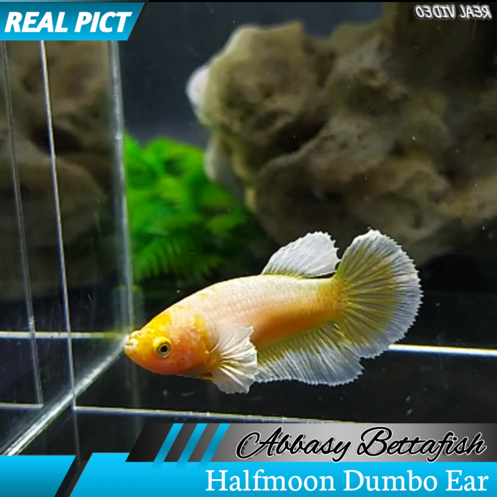 Halfmoon Dumbo Ear Soft Gold Female/Betina ( Real Pictures)