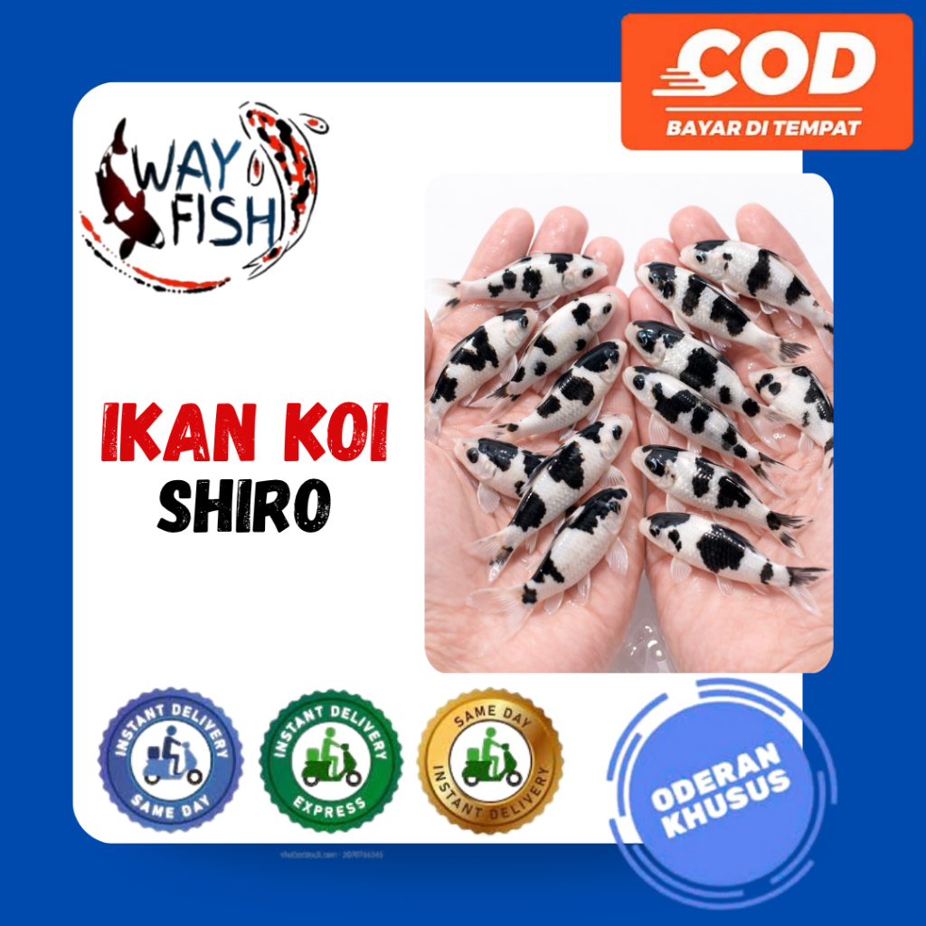 KOI SHIRO | Ikan Koi Shiro Size 10-12cm | Kirim Instan/Sameday
