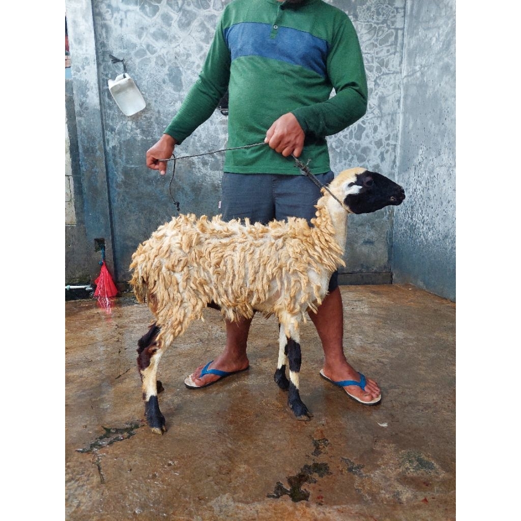 Tipe Istimewa Kambing dan Domba Aqiqah, Kurban, dan Pelihara / Kambing dan Domba Murah Kirim Hidup d