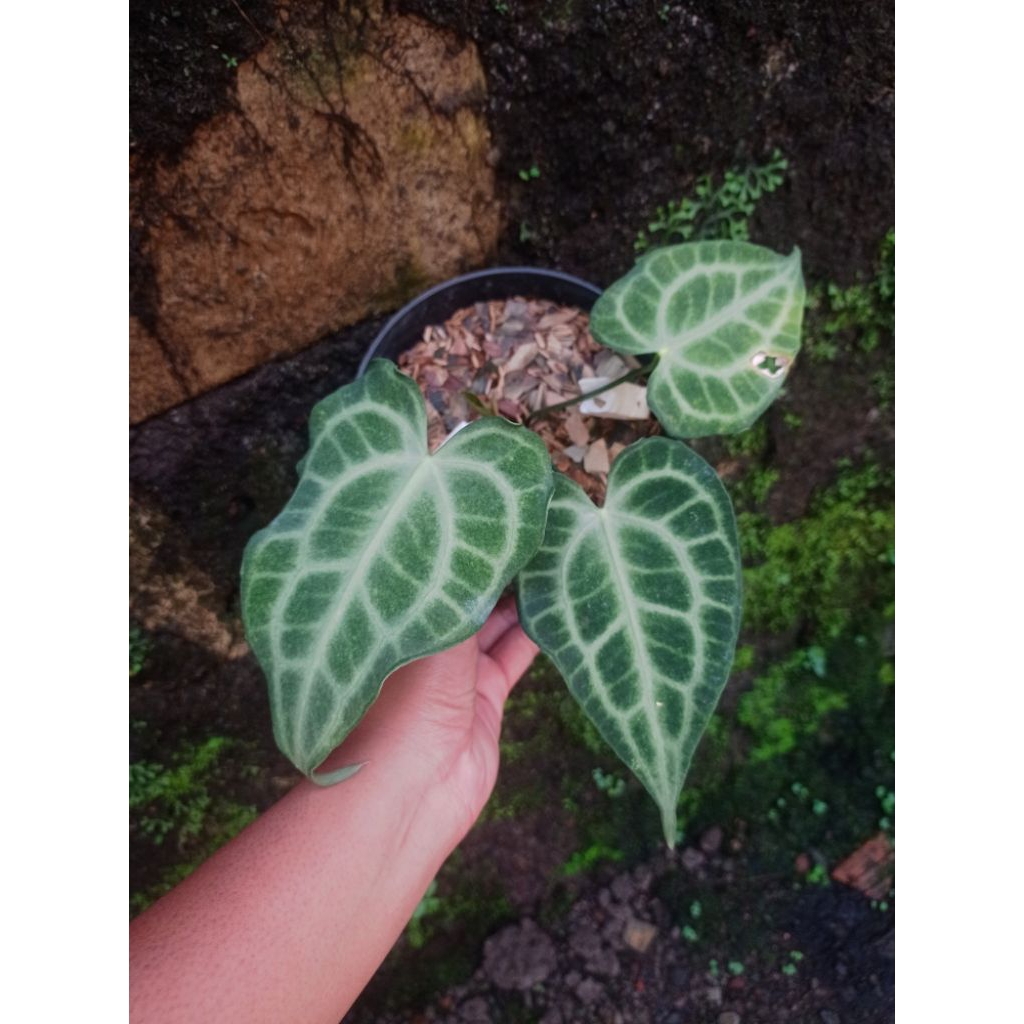 King of Clarinervium / Tarantula king Real pict