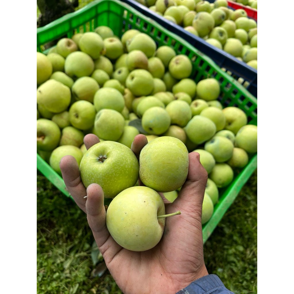 Apel Manalagi Lokal Malang Batu 1kg isi 11-17/Apel Fresh/Apel Batu/Apel Malang