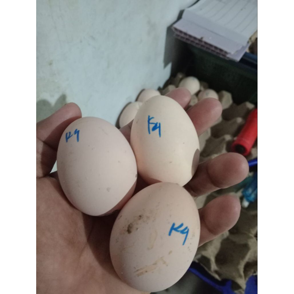 Telur Ayam Kuntara 4 Fertil Original