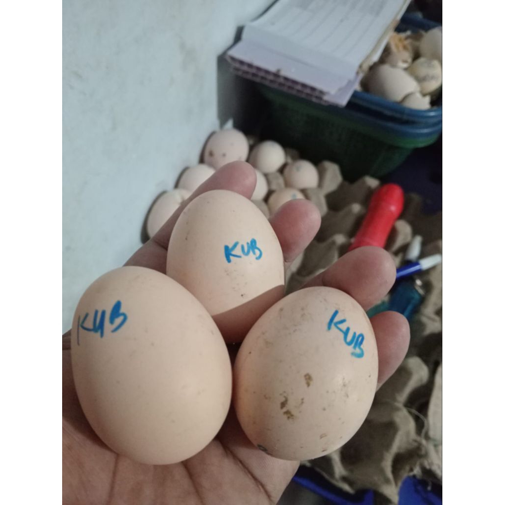 Telur Ayam KUB 2 Fertil Original